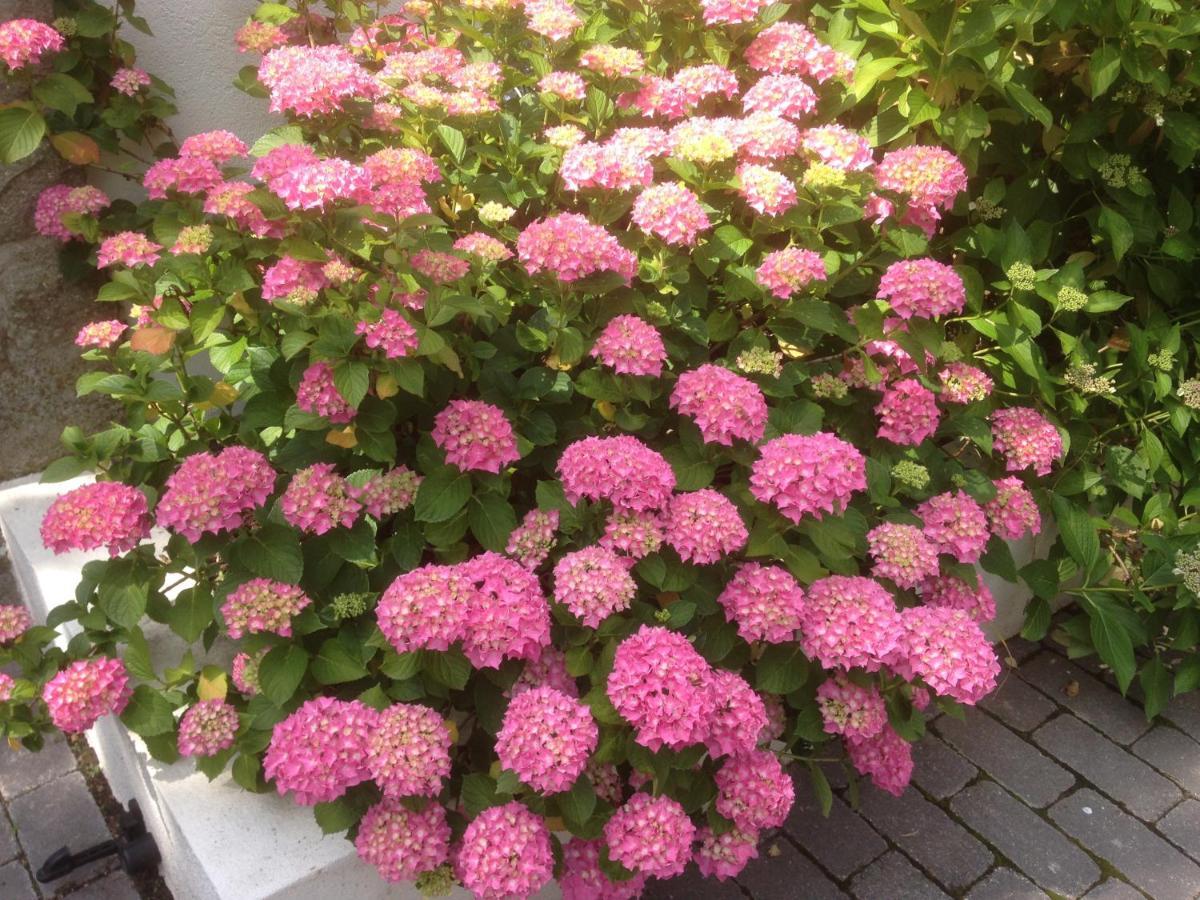 Les Hortensias Lantosque Екстер'єр фото